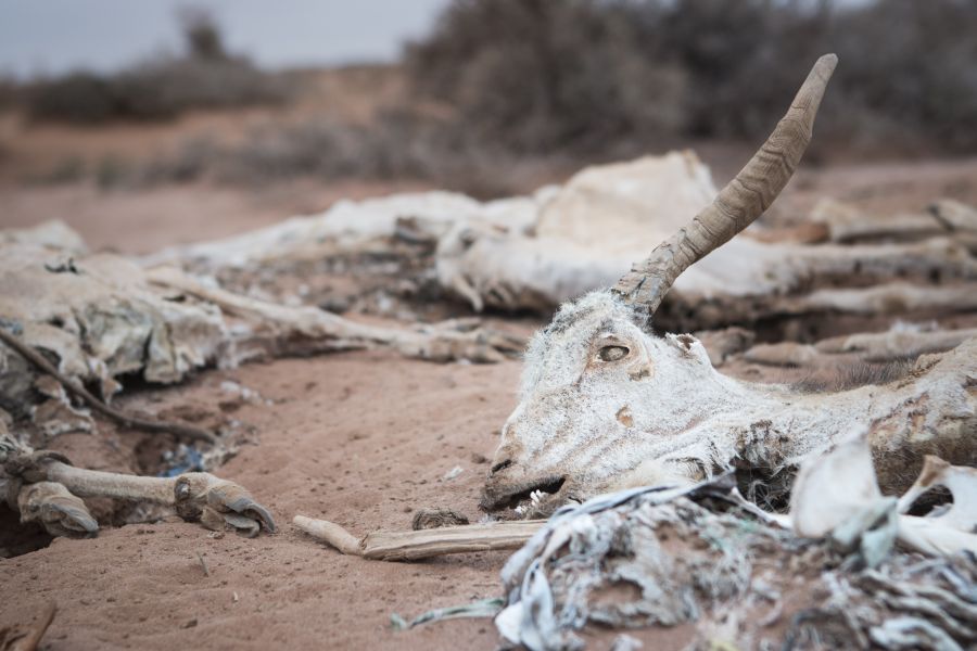 Muchas ovejas y cabras han muerto en Somalilandia debido a la sequía constante.